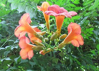 Read The trumpet vine is a species of flowering plant .: Campsis radicans - W. Tohme file in PDF