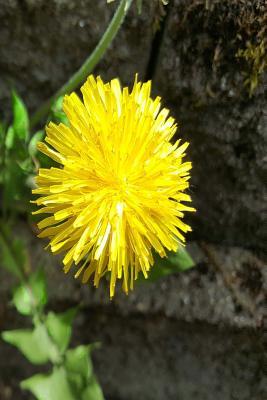Download Journal Dandelion Flower Stone Wall: (Notebook, Diary, Blank Book) - NOT A BOOK file in ePub
