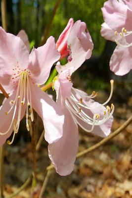 Read Journal Pretty Spring Flowers Pink Blossoms: (Notebook, Diary, Blank Book) - NOT A BOOK file in ePub