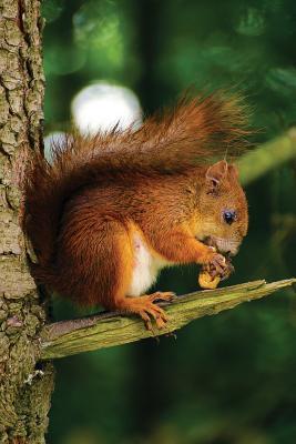 Download Red Squirrel Notebook: Blank Journal Diary Log - NOT A BOOK file in PDF