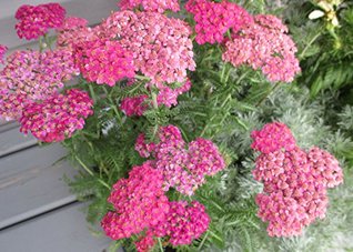 Download Achillea millefolium is a flowering plant .: Yarrow - W. Tohme | ePub