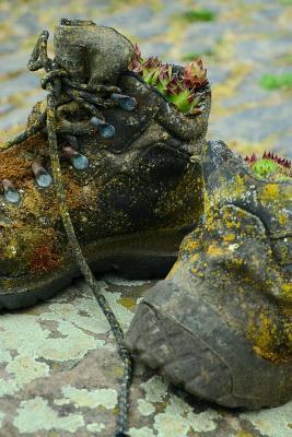 Read Hens and Chicks Succulent Plants Growing in Boots Journal: Take Notes, Write Down Memories in This 150 Page Lined Journal - NOT A BOOK file in ePub