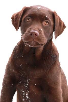 Read Chocolate Labrador Retriever Puppy Snowflakes: (Notebook, Diary, Blank Book) - NOT A BOOK file in ePub
