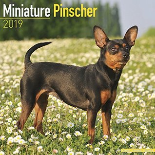 Read Miniature Pinscher Calendar - Dog Breed Calendars - 2018 - 2019 Wall Calendars - 16 Month by Avonside -  file in PDF
